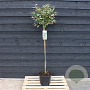 Elaeagnus ebbingei 120 cm stam 12L