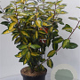 Elaeagnus ebb. 'Limelight' 60-80 cm 5,0L