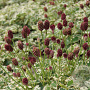 Sanguisorba o. 'Lum' GM P9