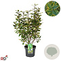 Elaeagnus ebb. 'Viveleg' 40-60 cm 5,0L