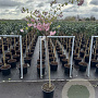 Prunus 'Accolade' 120 cm stam 12L