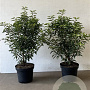 Prunus l. 'Angustifolia' 60-80 cm 7,5L