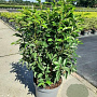 Prunus l. 'Angustifolia' 60-80 cm 7,5L