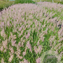 Pennisetum orientale GM 2,0L