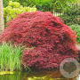 Acer palmatum 'Atrolineare' 150-175 cm 35L