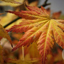 Acer palmatum 'Mirte' 200-250 cm cont. 110L