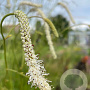 Sanguisorba ten. 'Korean Snow' GM P9
