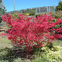 Acer palmatum 'Shin-deshojo' 175-200 cm 20L