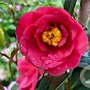 Camellia japonica 'Black Diamond' 125-150 cm 20L