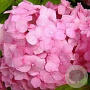 Hydrangea macrophylla 'Sibilla' 50-60 cm 20L