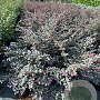 Loropetalum chinense 'Black Pearl' 125-150 cm 35L