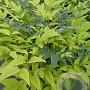 Nandina domestica 'Magical Lemon Lime' 30-40 cm 20L