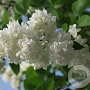 Syringa vulgaris 'Emilie Lemoine' 125-150 cm 50L