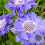 Scabiosa cauc. 'Stäfa' GM P9