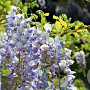 Wisteria floribunda 'Macrobotrys' 200-250 cm cont. 130L spiraal