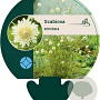 Scabiosa ochroleuca GM P9