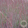 Schizachyrium sc. 'Red Frost' GM P9