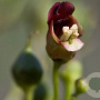 Scrophularia nodosa GM P9