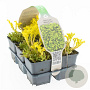 Sedum acre 'Yellow Queen' GM sixpack