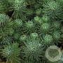 Sedum forsterianum 'Oracle' GM P9