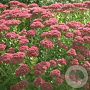 Sedum 'Herbstfreude' GM P9