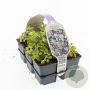 Sedum spurium 'Purple Winter' GM sixpack