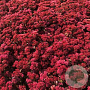 Sedum telep. 'Marina' GM P9