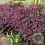 Sedum t. Seduction Cherry Chocolate GM P9