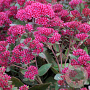 Sedum 'Thunderhead' GM P9