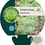 Sempervivum ciliosum borisii GM P9