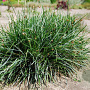 Sesleria sadleriana GM P9