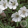 Silene uniflora GM P9
