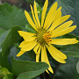 Silphium perf. 'Carnica' GM P9