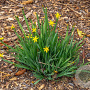 Sisyrinchium californicum GM P9