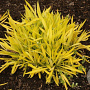 Solidago 'Hiddigeigei' GM P9