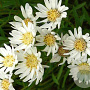 Aster ptarmicoides 'Major' GM P9