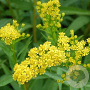 Solidago semp. 'Goldene Wellen' GM P9