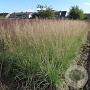 Sporobolus airoides 'Delicatesse' GM P9