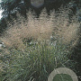 Sporobolus wrightii GM P9