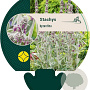 Stachys byzantina GM P9