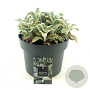 Stachys byzantina 'Silver Carpet' GM C5