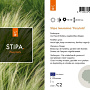 Stipa tenuissima 'Ponytails' GM C5