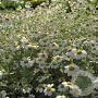 Tanacetum niveum 'Jackpot' GM P9