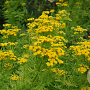 Tanacetum vulgare 'Isla Gold' GM P9