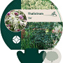 Thalictrum 'Elin' GM P9
