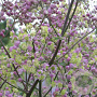 Thalictrum 'Elin' GM P9