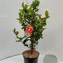 Camellia j. 'Dr King' 60-70 cm 5,0L