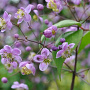 Thalictrum rochebrun. grandisepalum GM P9