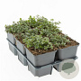 Thymus serpyllum GM P9