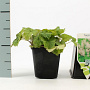 Tiarella cordifolia GM P9